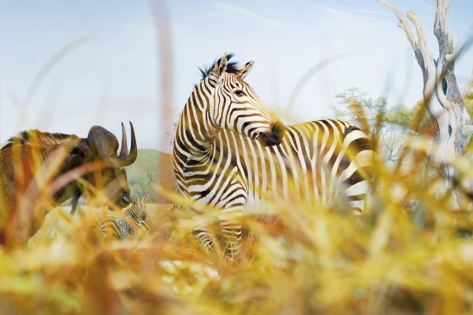 7-Day Kruger Park to Victoria Falls & Chobe Park gallery image