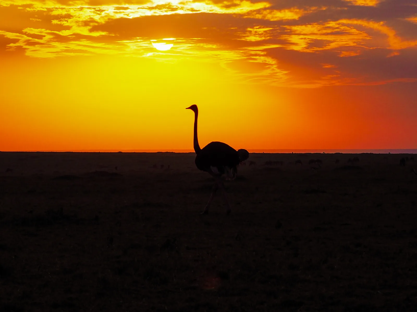 7-Day Kruger Park to Victoria Falls & Chobe Park gallery image
