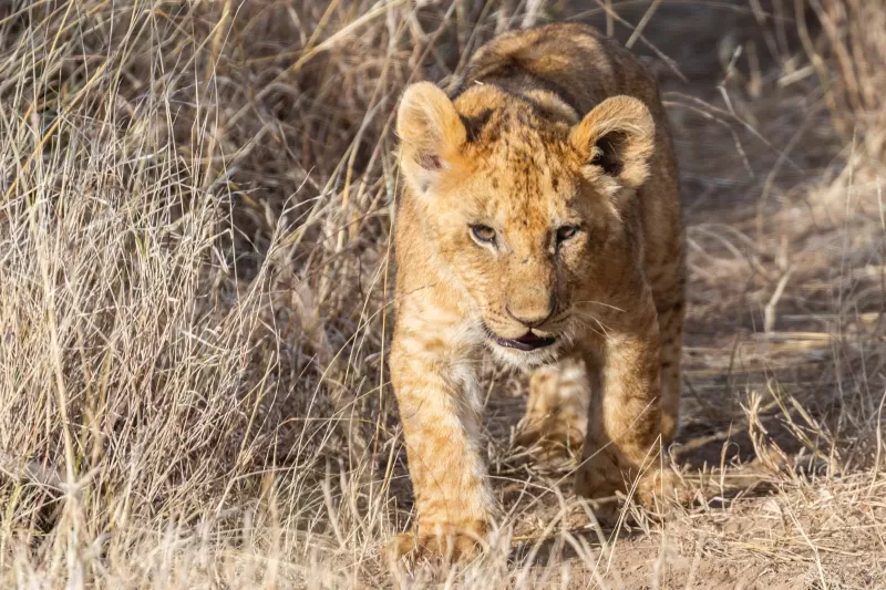 7-Day Chimpanzee, Gishora Drums, Rusizi NP & More Tour gallery image