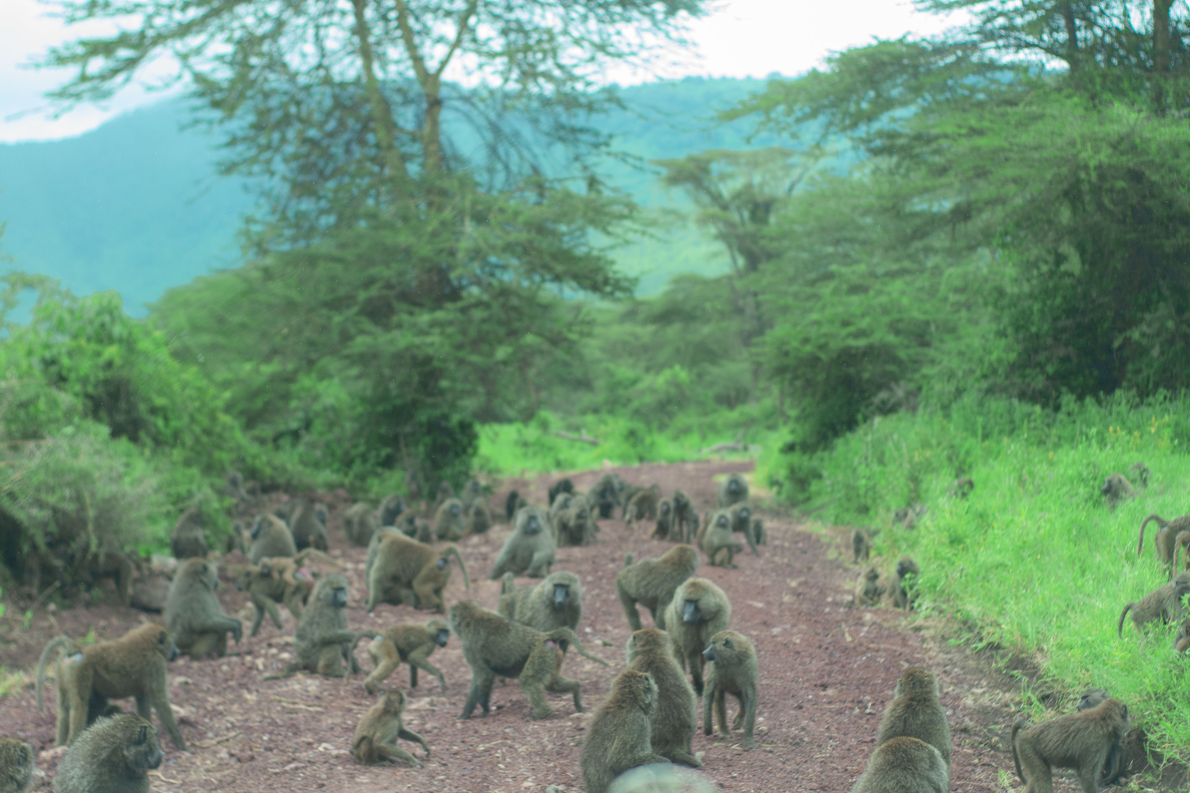 1-Day Ziwa Rhino Trekking adventure. gallery image