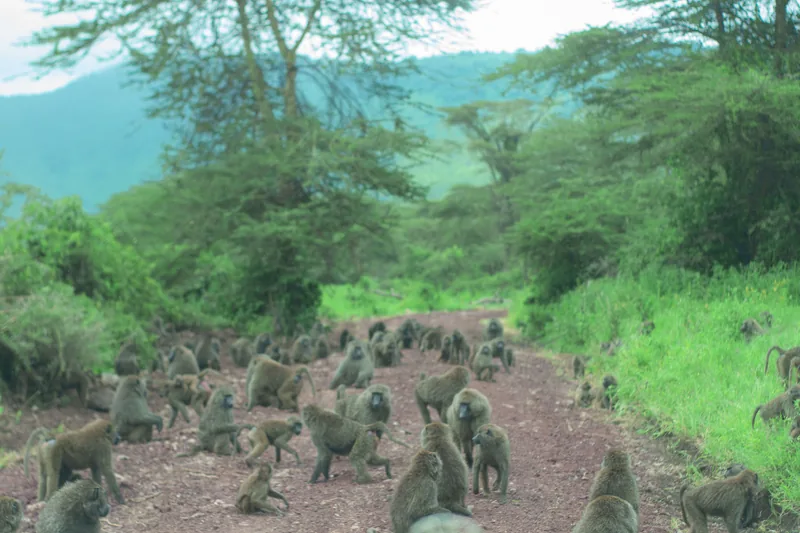 1-Day Ziwa Rhino Trekking adventure. gallery image
