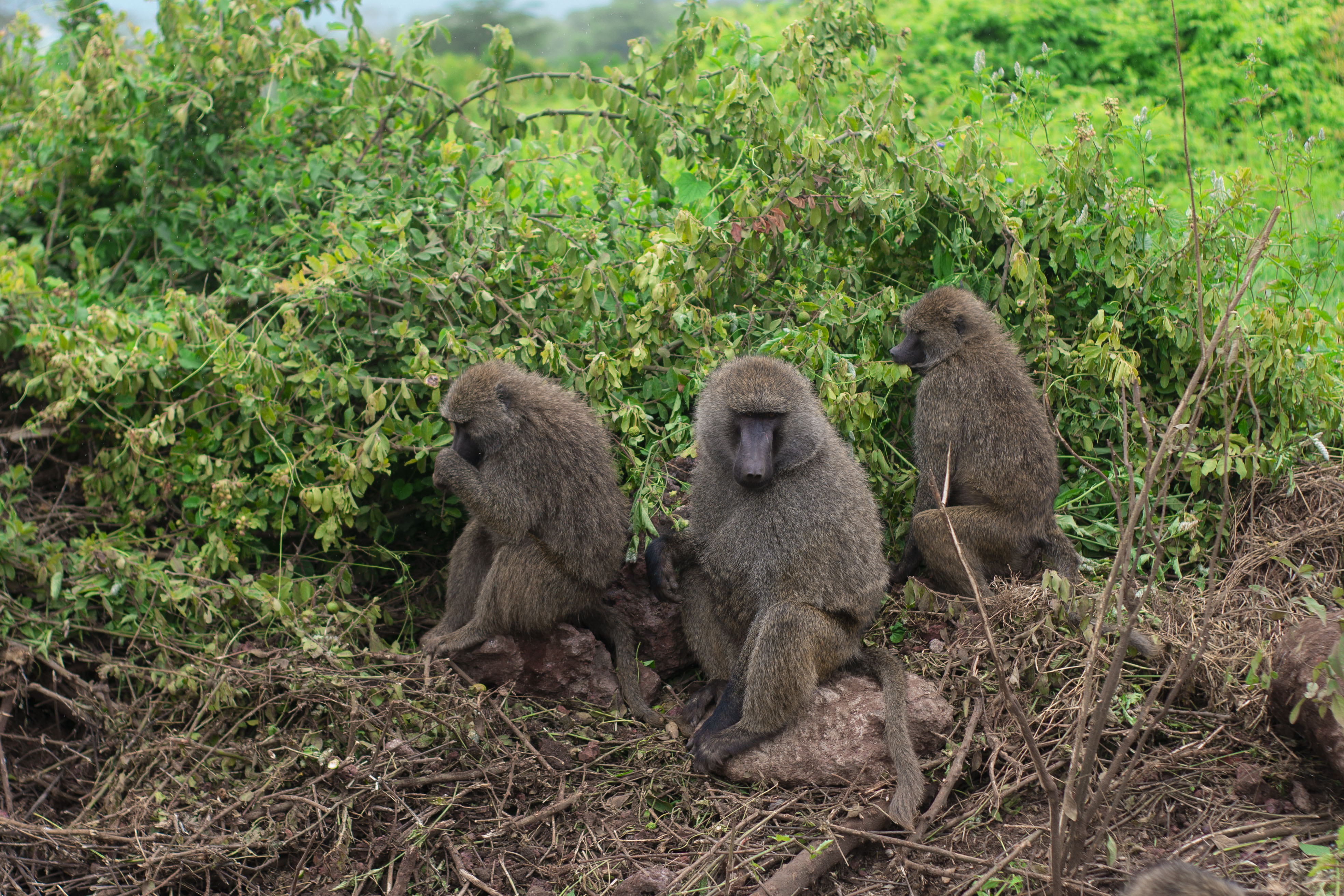 1-Day Ziwa Rhino Trekking adventure. gallery image