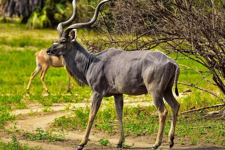 6 Days Untamed Trails Saadani to Nyerere Safari Escape gallery image
