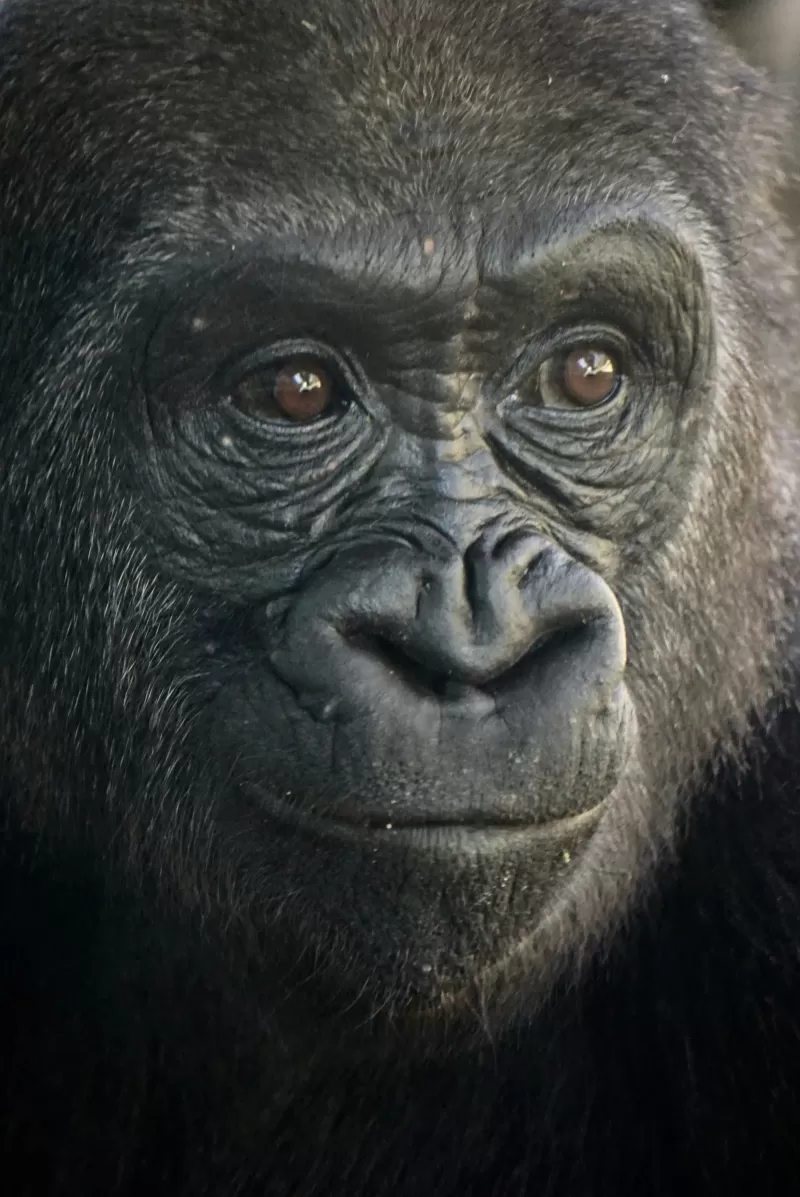 3-Day Gorilla Tracking Experience and Lake Bunyonyi