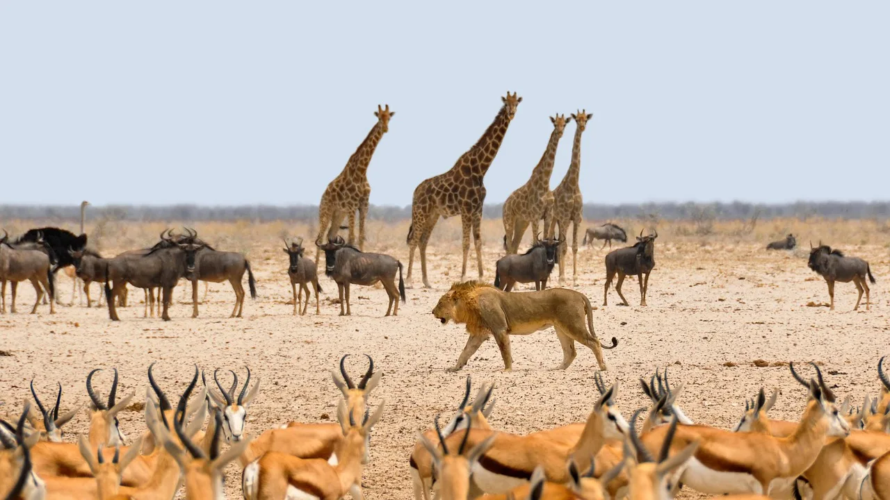 1-Day Epic Trip to Mikumi National Park by Sgr Train - Tanzania safari gallery image