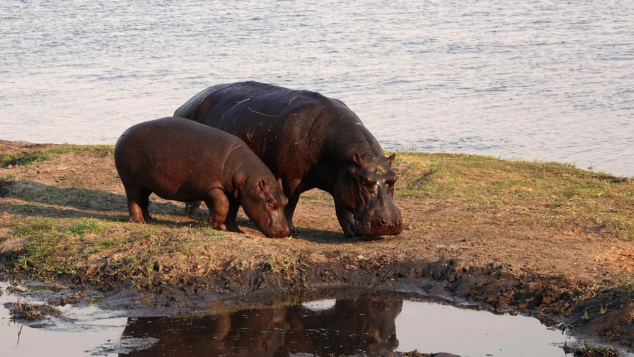 8-Day Beach & Safari Zanzibar and Lake Manyara - Tanzania safari hero photo