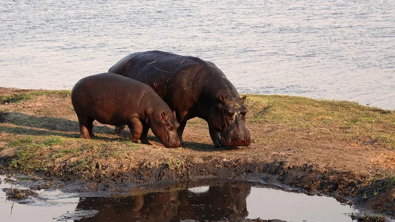 8-Day Beach & Safari Zanzibar and Lake Manyara - Tanzania safari