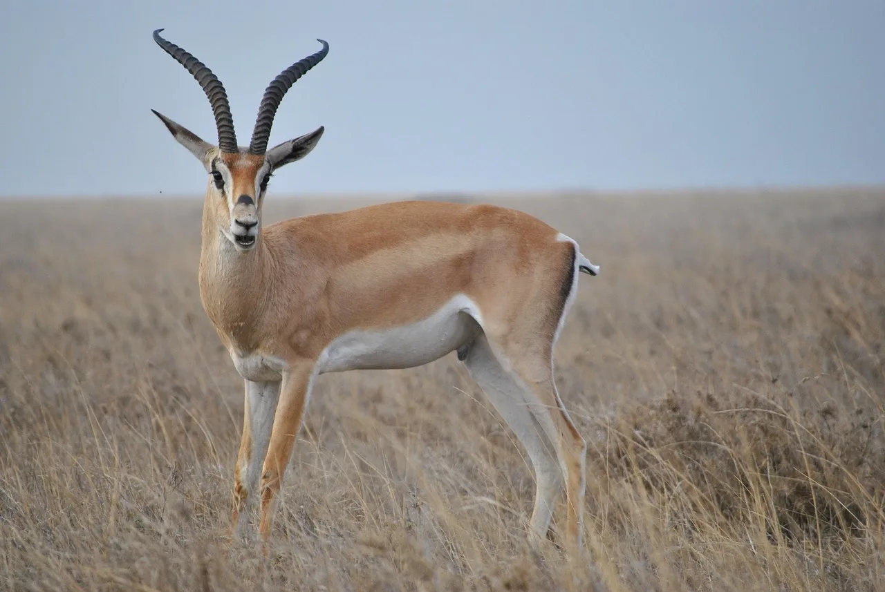 4-Day Mid-Range Chobe National Park Big Five Safari gallery image