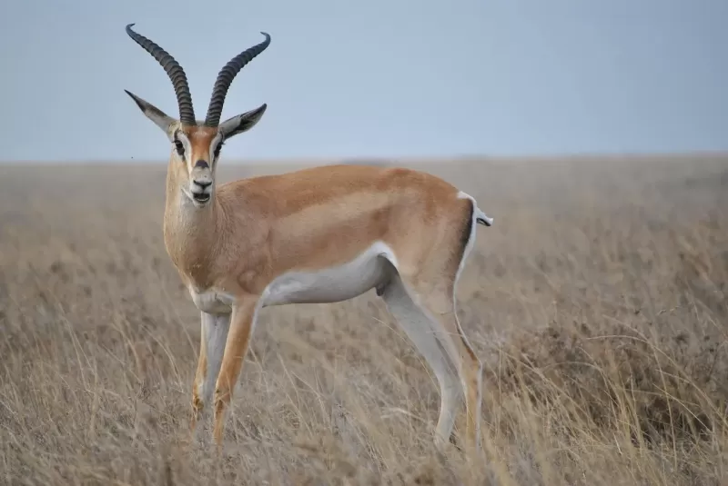 4-Day Kruger Park Tented Camp Safari  -  Nkambeni gallery image