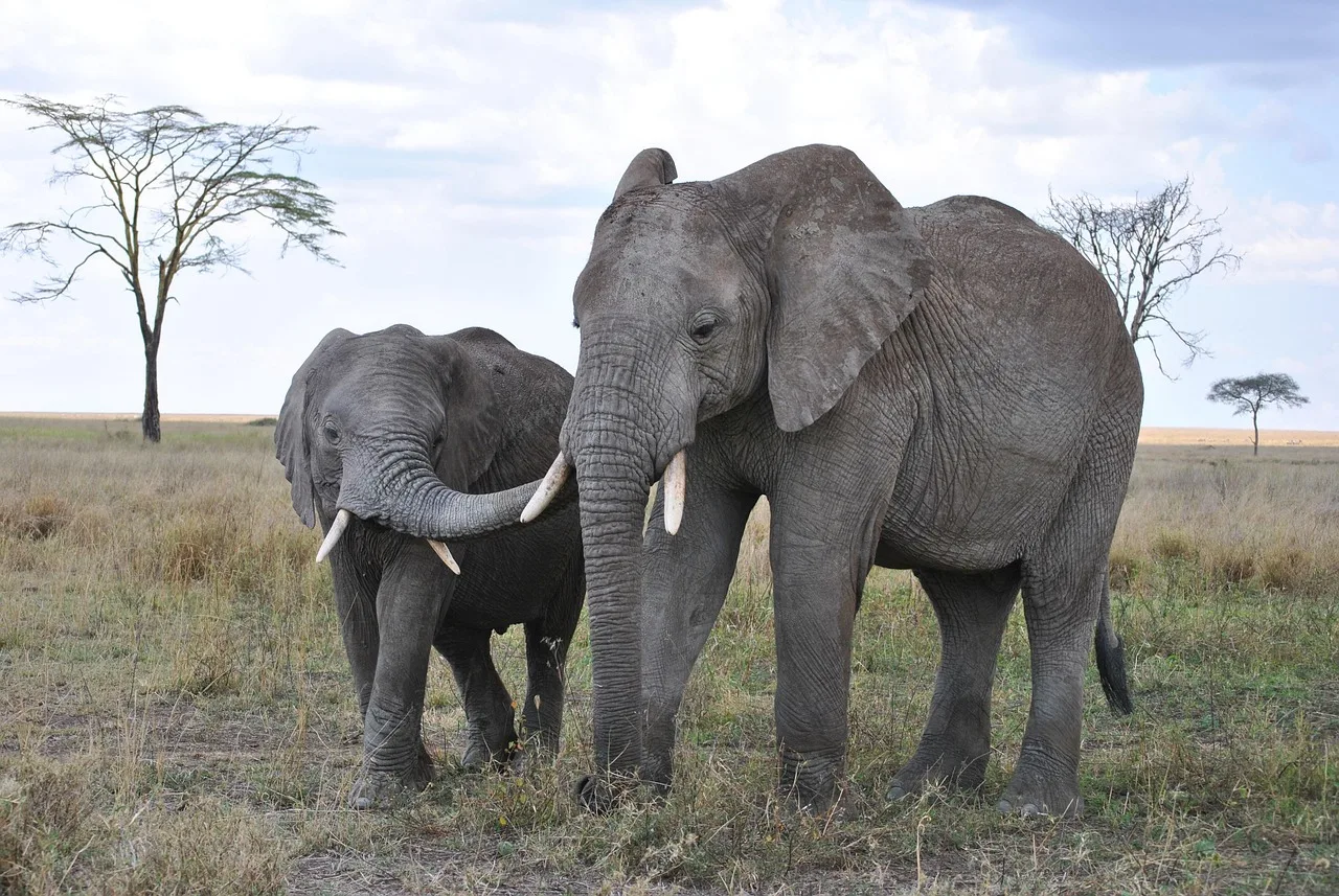 5-Day Okavango Delta & Boteti River Tented Safari gallery image