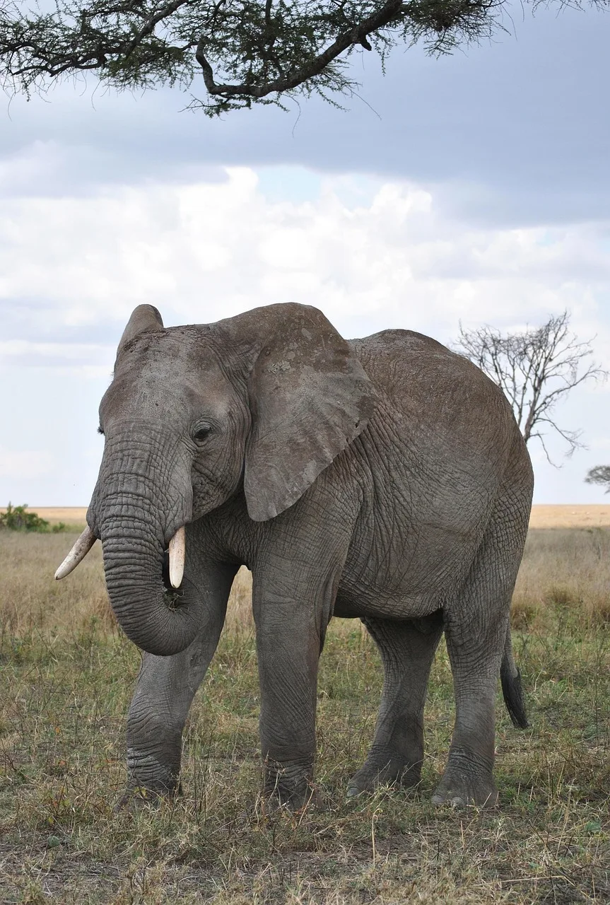 4-Day Kruger Park Tented Camp Safari  -  Nkambeni gallery image