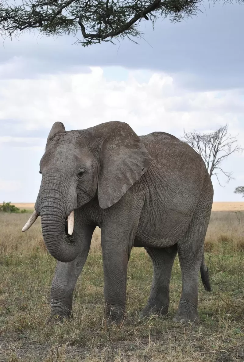 4-Day Kruger Park Tented Camp Safari  -  Nkambeni gallery image