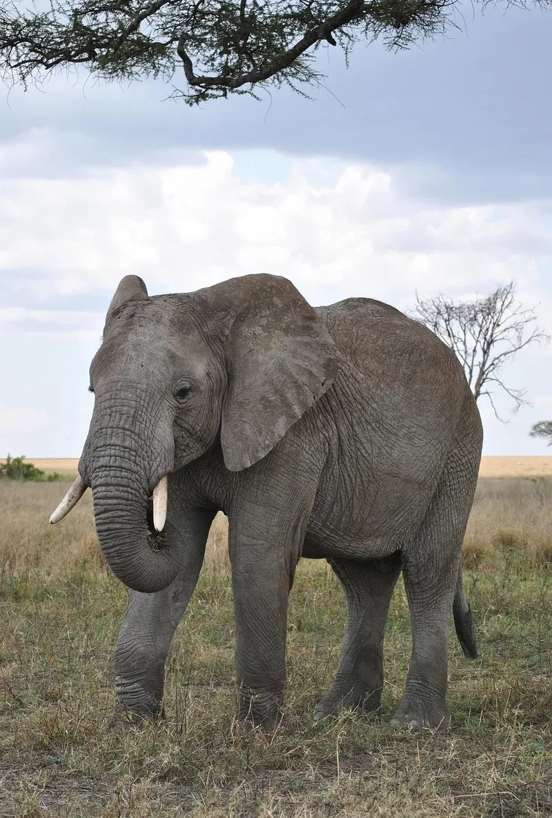 9 Days  Luxury Botswana Safari and Mozambique Beach gallery image