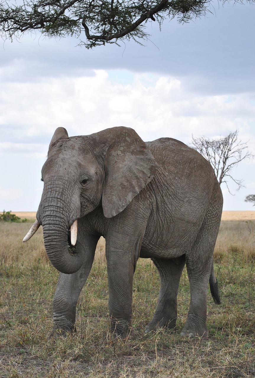 4-Day Savuti and Chobe Explore gallery image