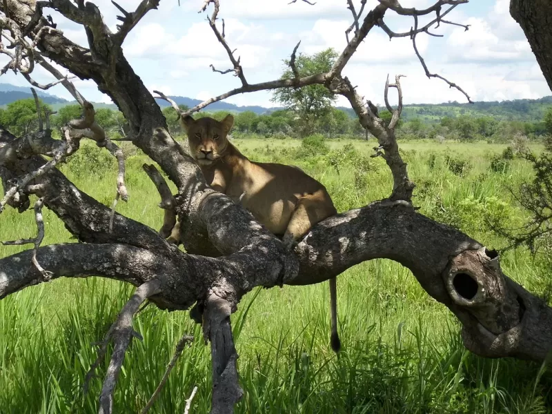 5-Day Victoria Falls Adventure & Chobe National Park gallery image