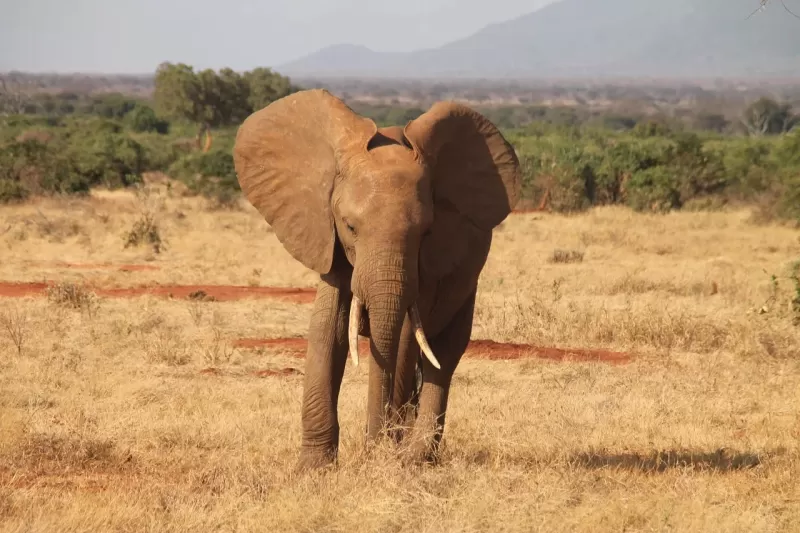 2-Day Amboseli Kilimanjaro Adventure