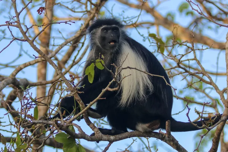 4-Day Gombe Chimpanzee Trekking & Nature Experiances - Tanzania safari