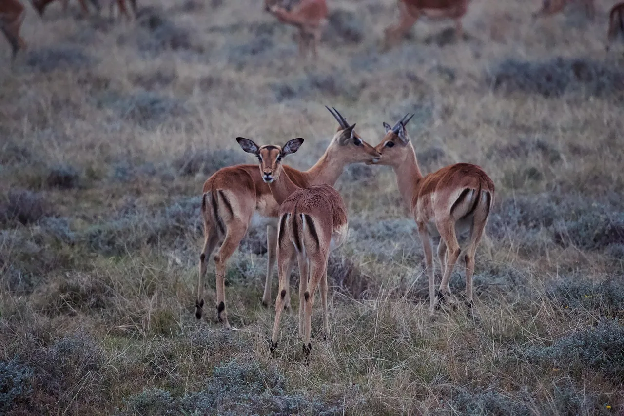 7-Day Botswana Classic Safari - One Free Night Included gallery image