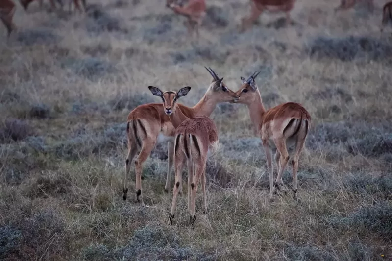 7-Day Botswana Classic Safari - One Free Night Included gallery image