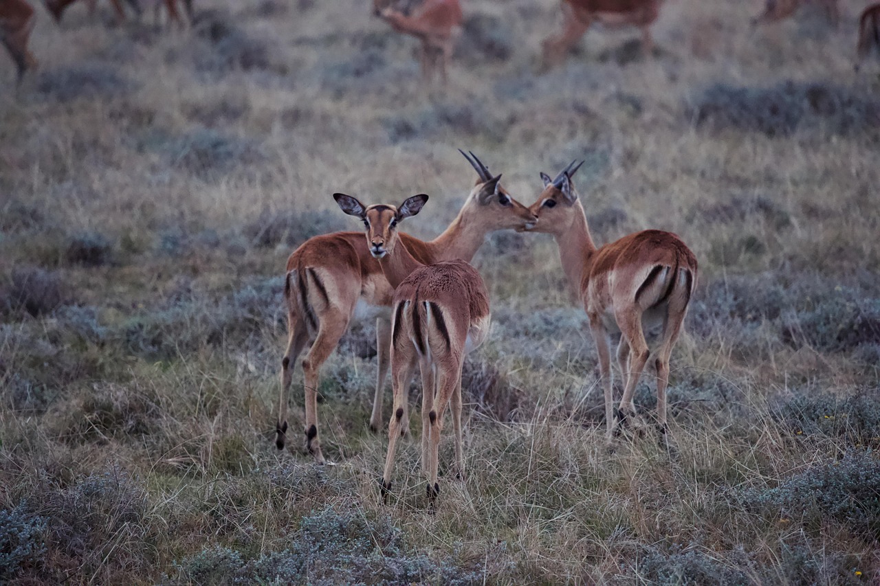 2-Day Chobe Late Departure with Bush Camping + 3 Safari gallery image