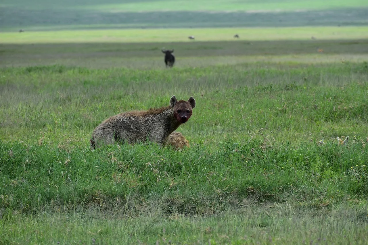 2-Day Tarangire & Ngorongoro Crater from Zanzibar - Tanzania safari