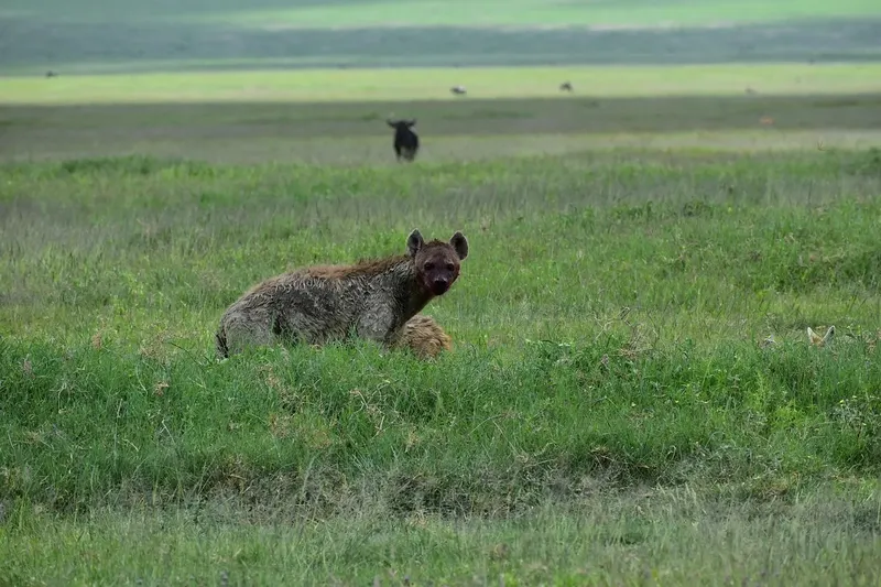 13-Day Tanzania Standard Safari & Zanzibar Island - Tanzania safari gallery image