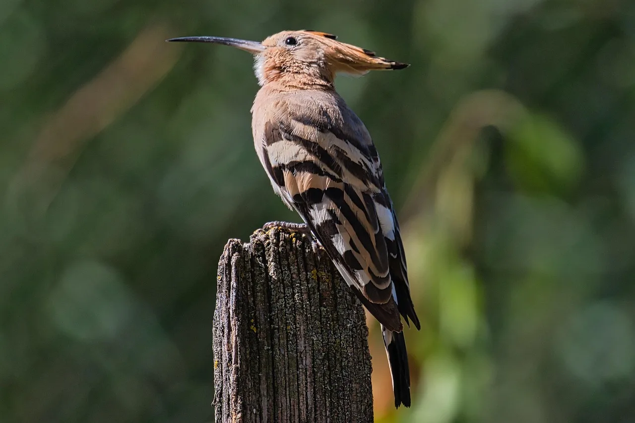 1-Day Big 5 Daytrip Safari in 4x4 and on Horseback gallery image