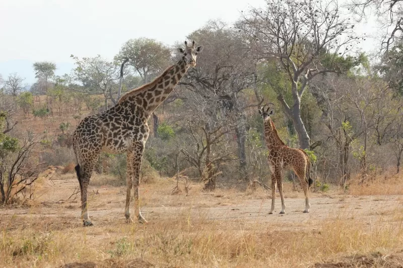 1 Day Fly in and out to Mikumi from Zanzibar - Tanzania safari gallery image