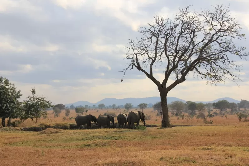 7-Day7-Day Okavango and Linyanti Wilderness Escape gallery image