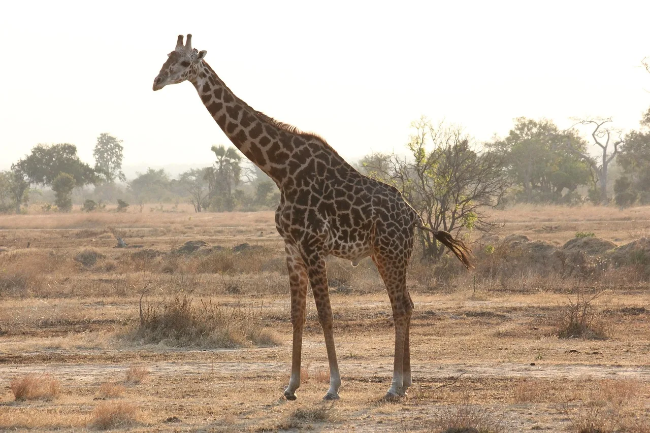 4-Day Kruger Park Tented Camp Safari  -  Nkambeni gallery image