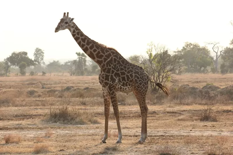 4-Day Kruger Park Tented Camp Safari  -  Nkambeni gallery image