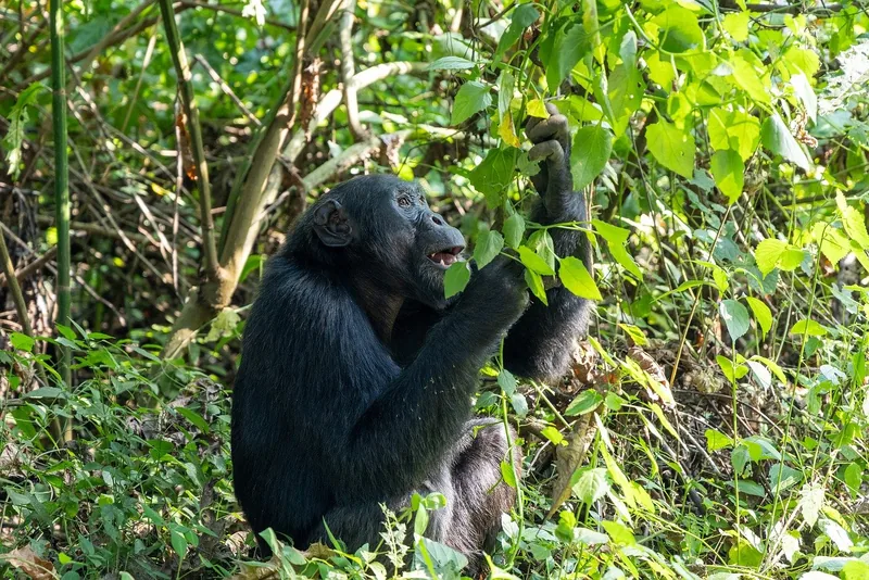 3-Day Chimpanzee Trekking & Canopy Walk in Nyungwe Park - Rwanda
