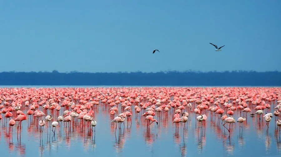 From Maasai Mara to Serengeti 10-Day Shared Kenya  -  Tanzania Safari Through Africa's Greatest Parks hero photo
