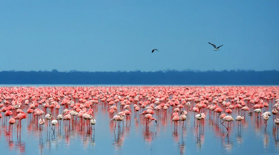 3-Day Jambo Mara Lodge Daily Joining Masai Mara Safari - Kenya safaris gallery image