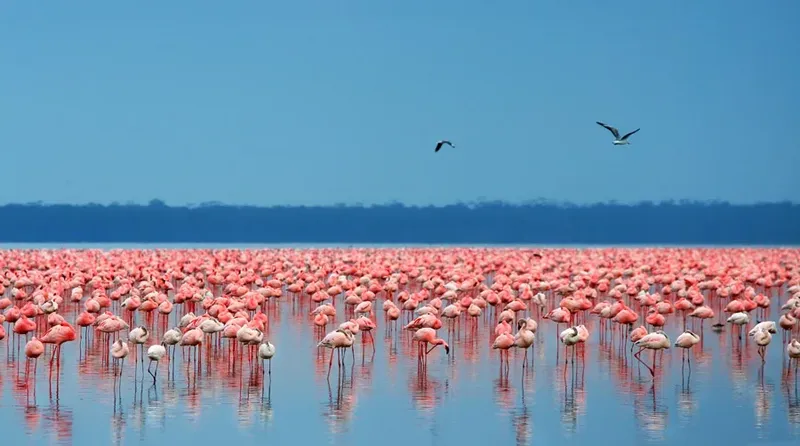 6-Day Wildebeests Kenyan Migration Tour - Kenya safaris