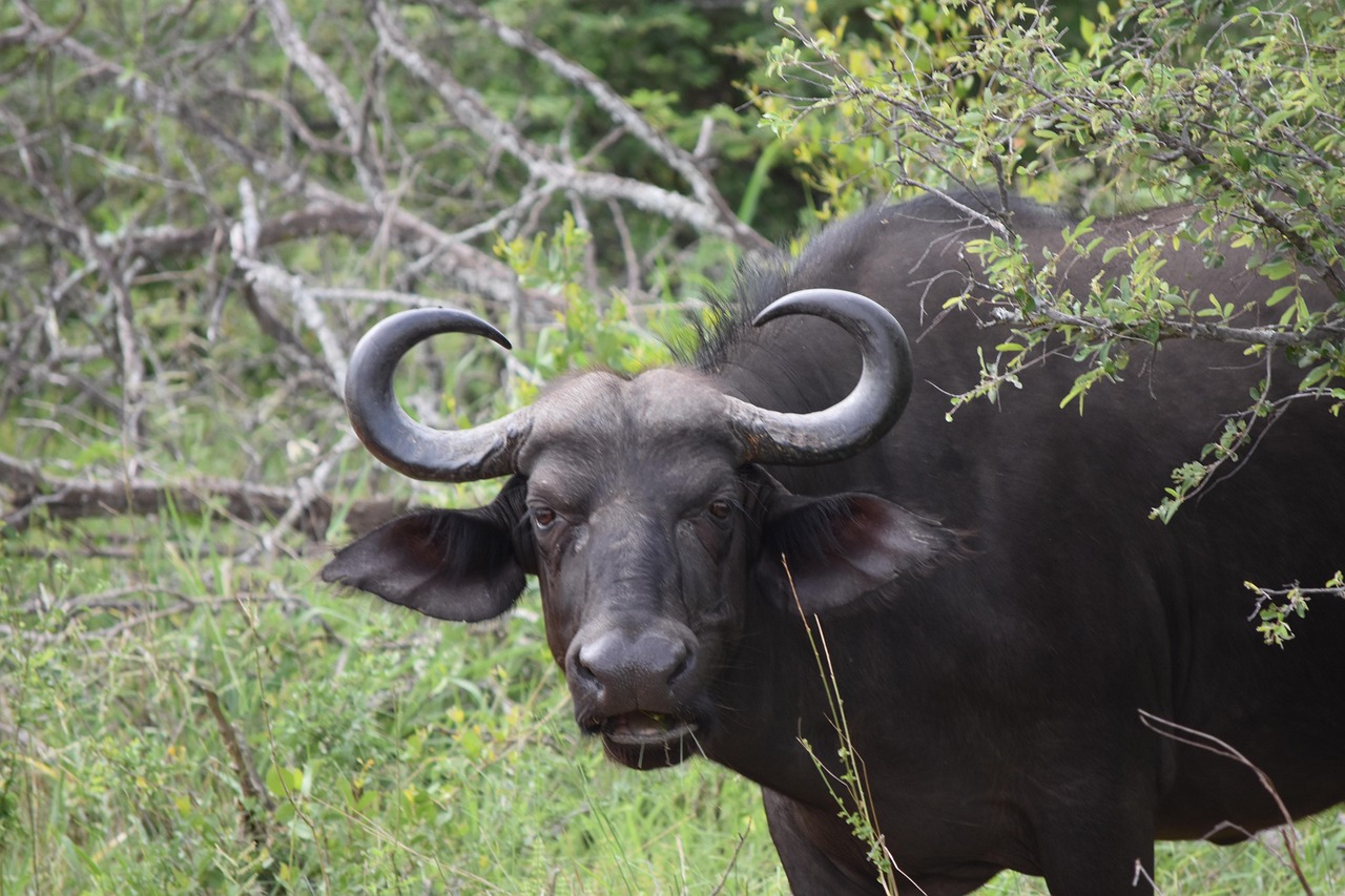 2-Day Exceptional Safari Experience - Tanzania safari gallery image