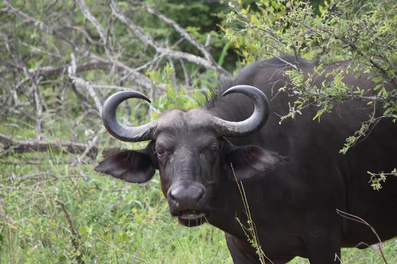 2-Day Exceptional Safari Experience - Tanzania safari gallery image
