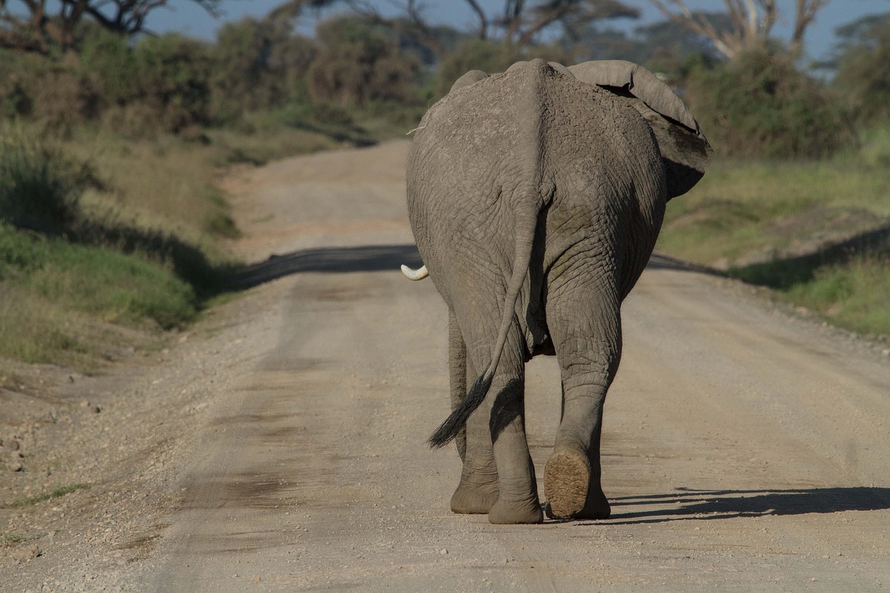 14-Day Tanzania's Grand Safari Expedition - Tanzania safari