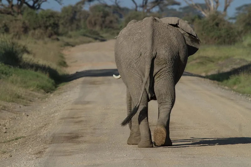 2-Day Epic Mikumi & Uluguru Mountains Safari by Sgr - Tanzania safari