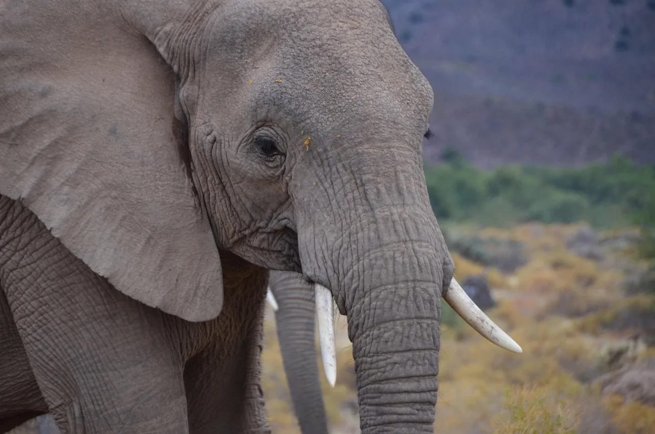 4-Day Mid-Range Chobe National Park Big Five Safari gallery image