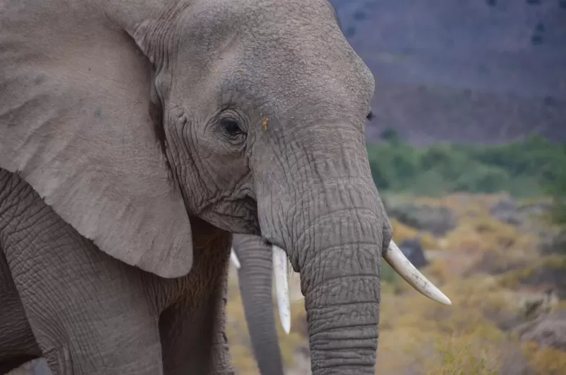 4-Day Mid-Range Chobe National Park Big Five Safari gallery image