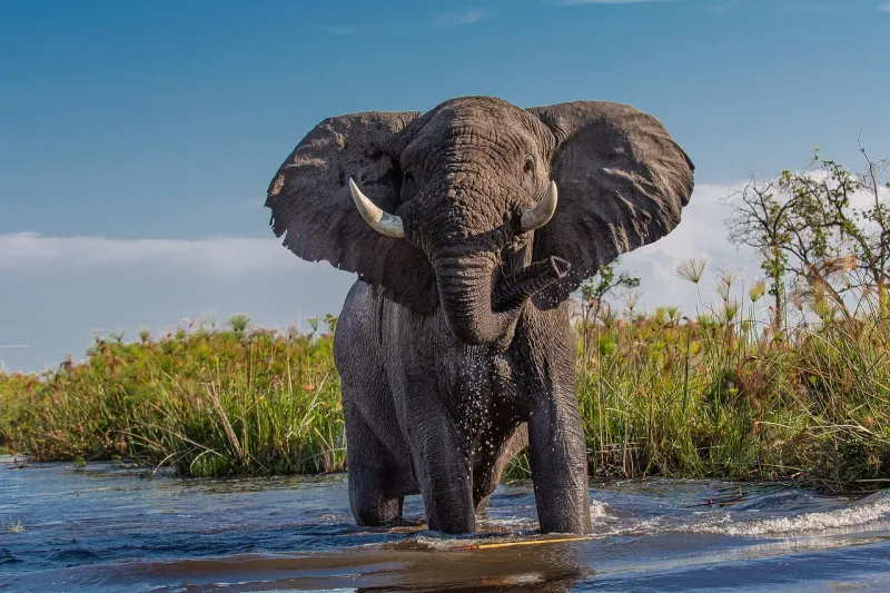 3 Days Amboseli Safari gallery image