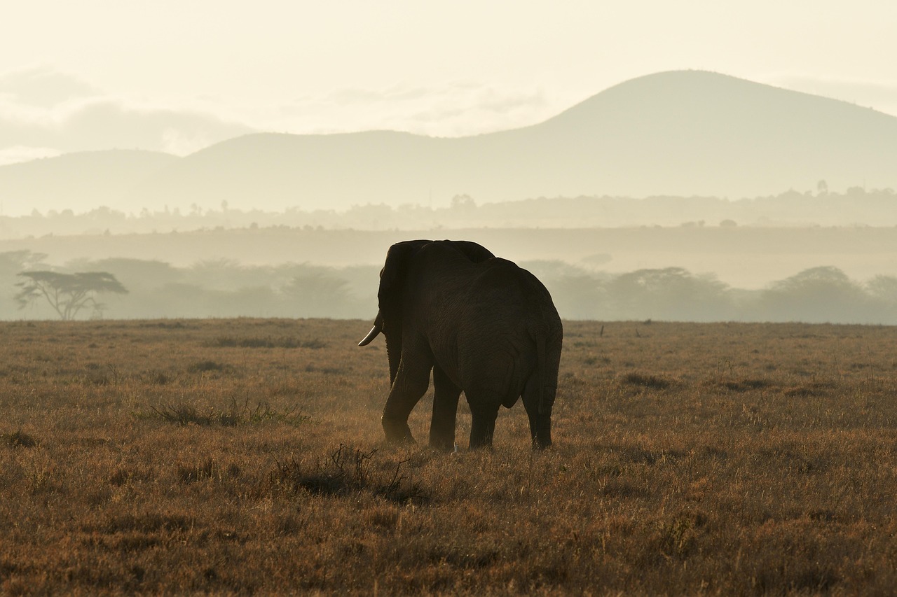 3-Day Mikumi National Park by Train  - Tanzania safari gallery image