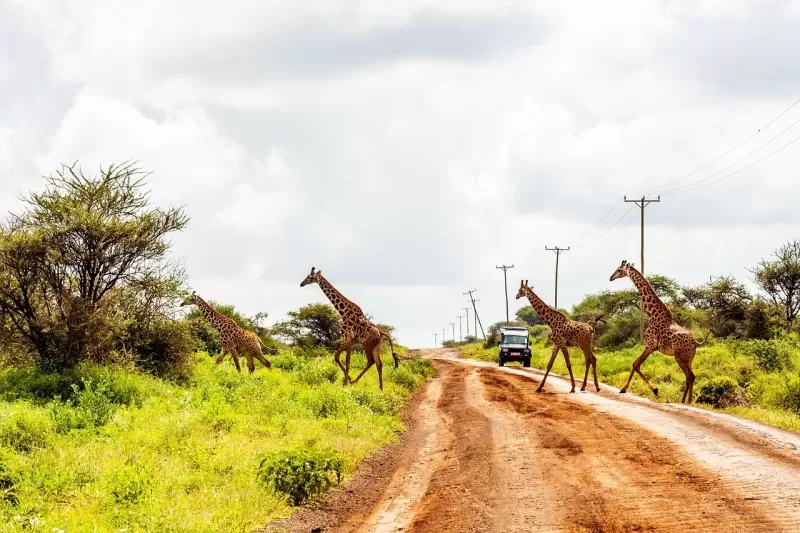 2-Day Amboseli Kilimanjaro Adventure