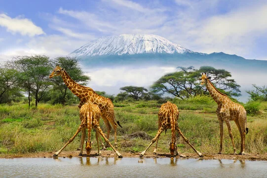 3-Day Amboseli National Park Group Joining Safari with Mount Kilimanjaro Views