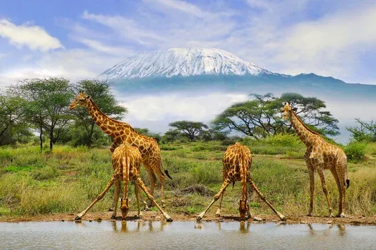 3-Day Amboseli National Park Group Joining Safari with Mount Kilimanjaro Views