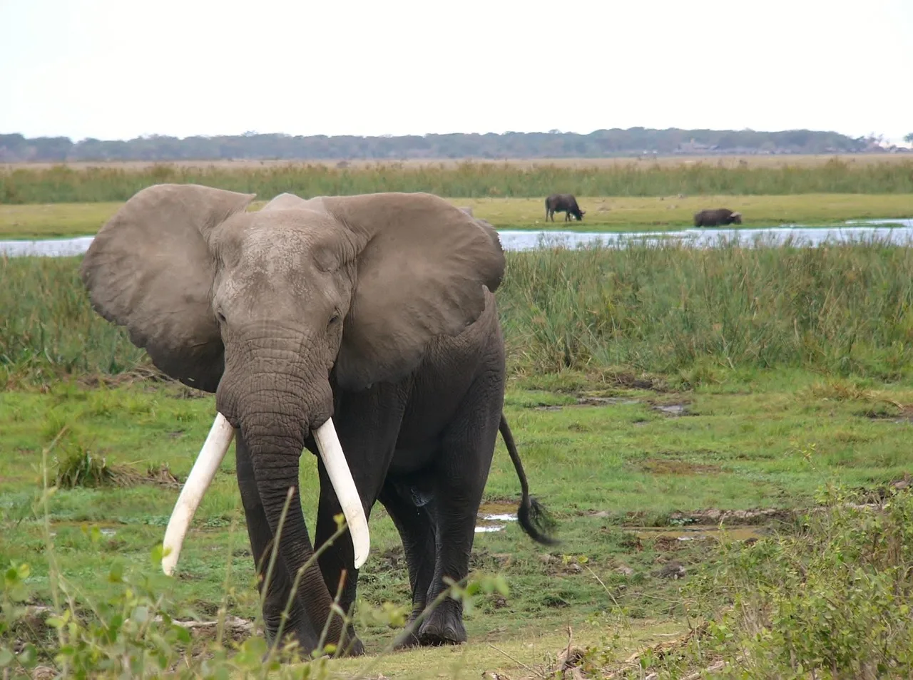 4-Day Fly in Group Safari Tarangire, Serengeti & Crater - Tanzania safari gallery image