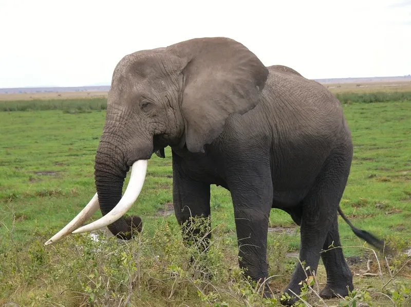 2-Day Tarangire and Ngorongoro Group Camping Safari - Tanzania safari