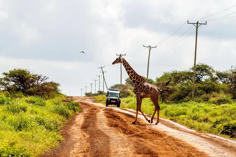 1-Day Safari to Arusha National Park (From Zanzibar)