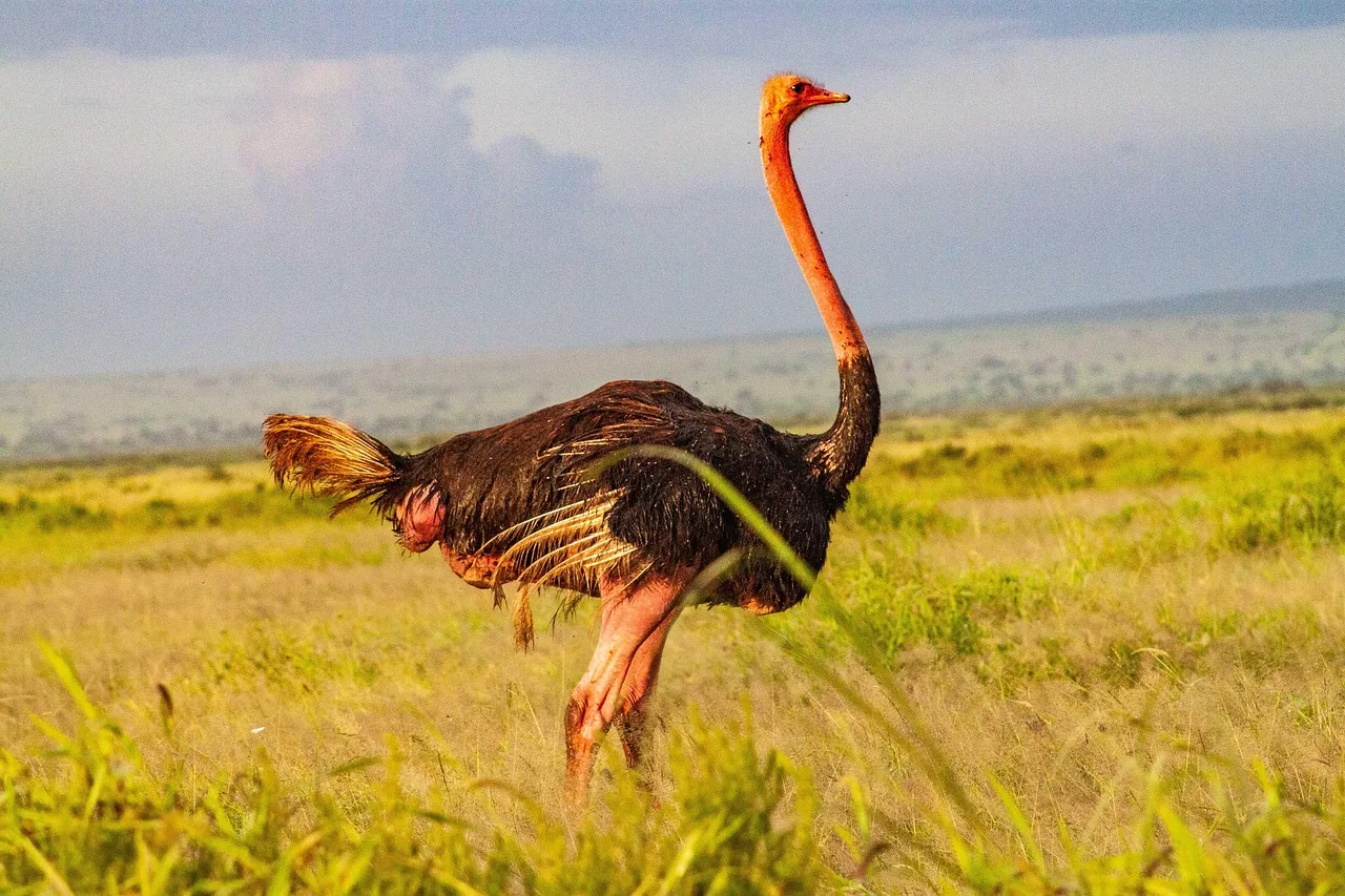 2 days Budget safari to Amboseli NP from Nairobi Adventure Tour gallery image